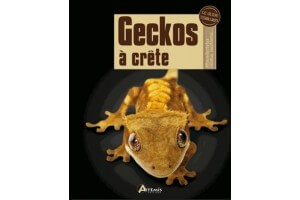 Geckos à crête
